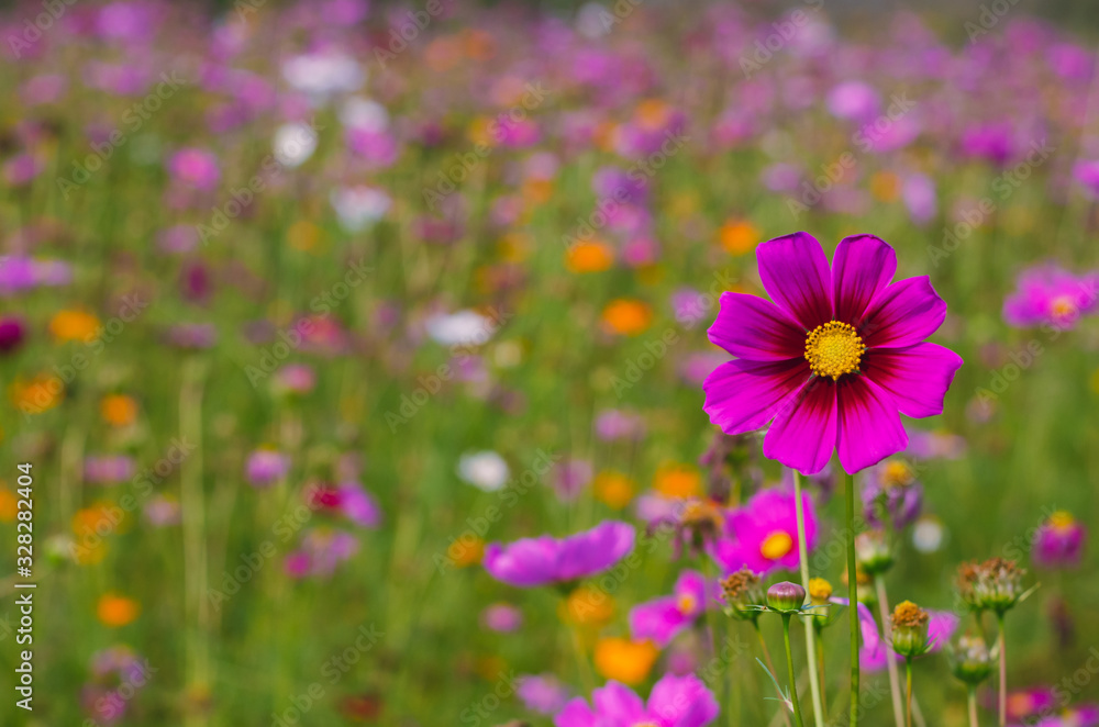 Cosmos flowers with colorful background for spring flower concept.