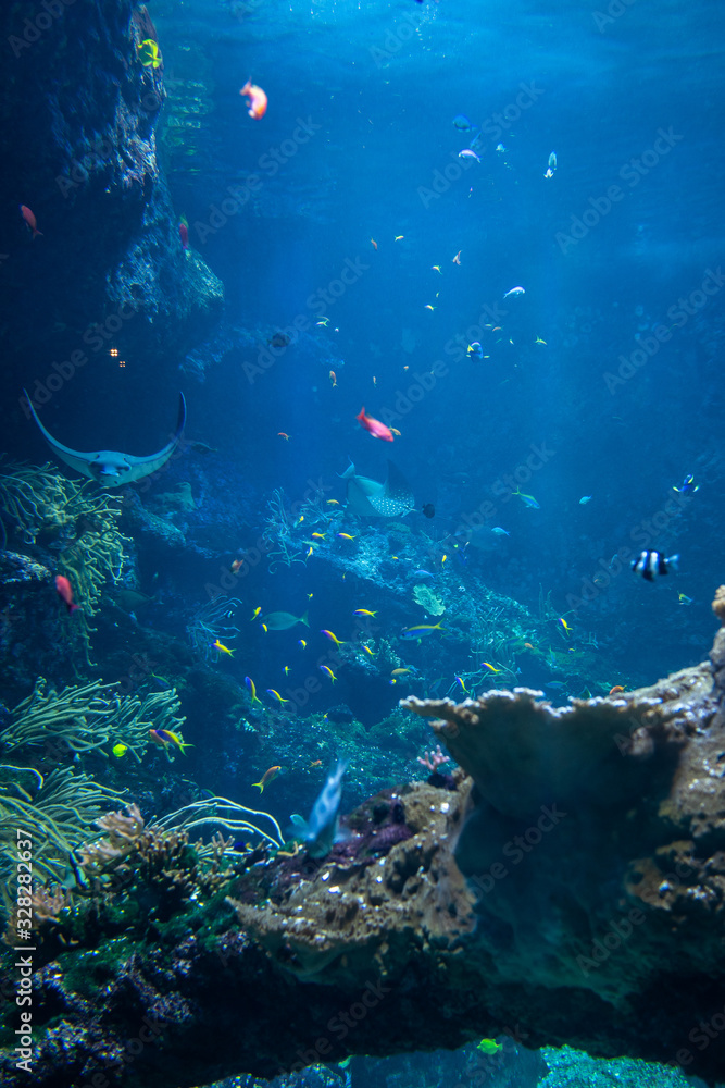 Fototapeta premium Vie sous marine