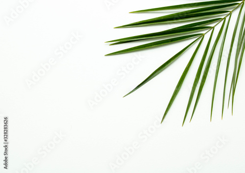 Leaves of palm on white background. abstract