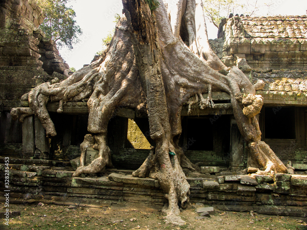 Ficus étrangleur dans un temple d'Angkor - Cambodge