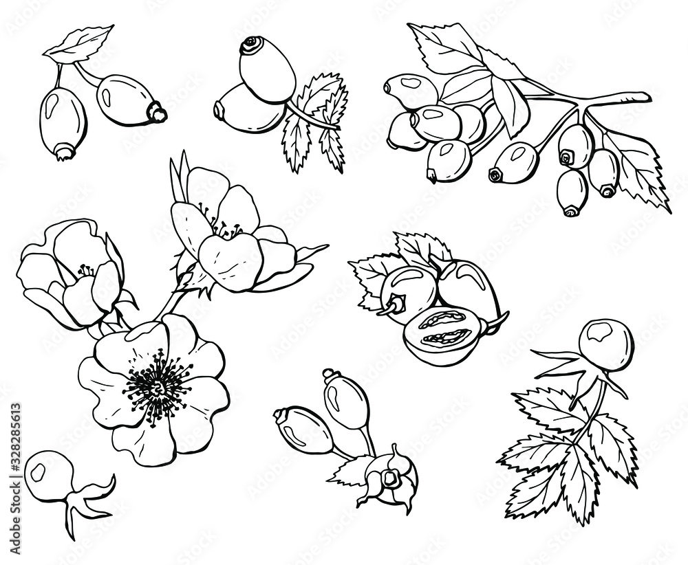 Set of berries and flowers of wild rose. On a branch, with leaves, an open bud, a whole and half a berry. Line art. Stock illustration. Isolated white. Set of berries and flowers of wild rose. On a branch, with leaves, an open bud, a whole and half a berry. Line art. Stock illustration. Isolated white.