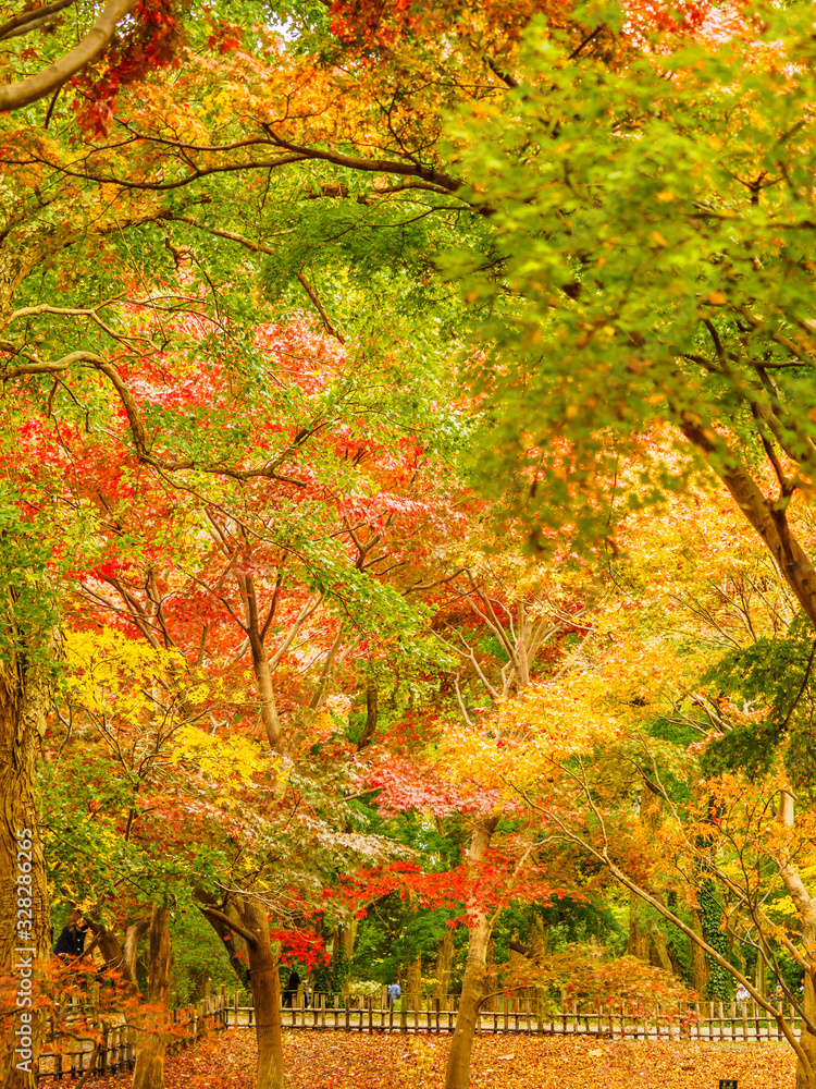 紅葉 Autumn leaves 59