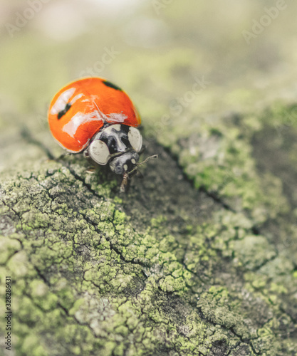 Ladybug walking
