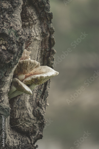 Mushroom in bark