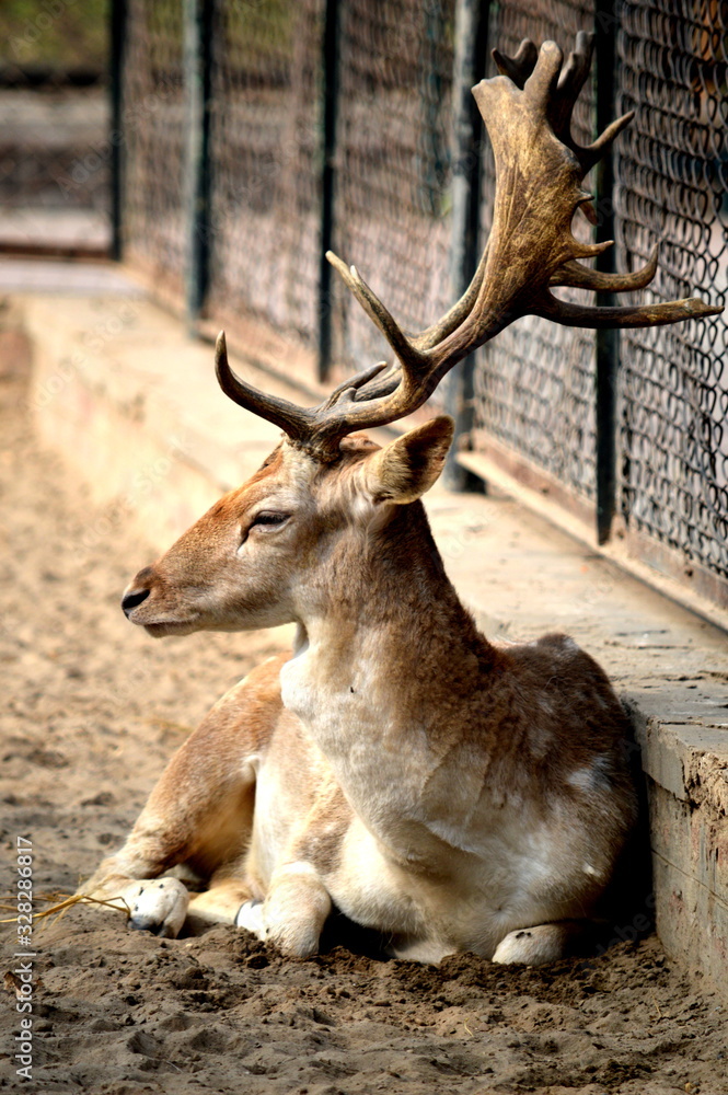 a beautiful image of rein deer a beautiful image of rein deer