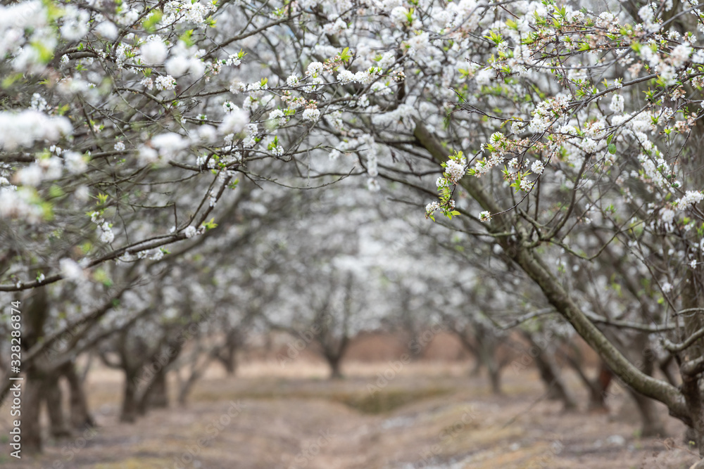 White plum flowers, like snowflakes, full of fields White plum flowers, like snowflakes, full of fields