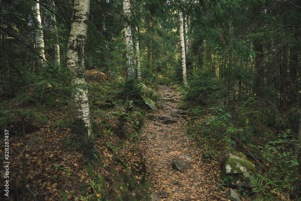birch forest rocky highland moody landscape nature outside environment and lonely narrow dirt trail birch forest rocky highland moody landscape nature outside environment and lonely narrow dirt trail