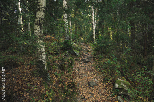 birch forest rocky highland moody landscape nature outside environment and lonely narrow dirt trail