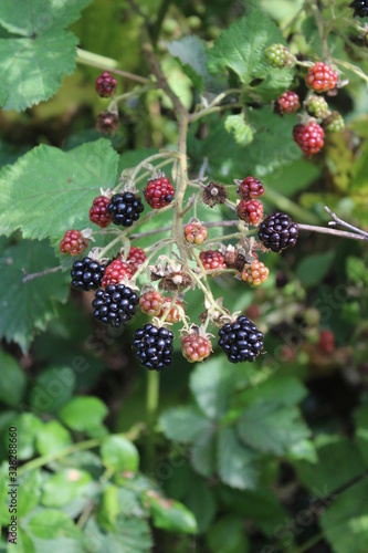 Ripening blackberries in summer sunshine in Knottingley West Yorkshire UK Britain