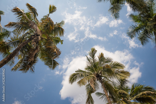Palm trees on blue sky backrounnd with sun flare