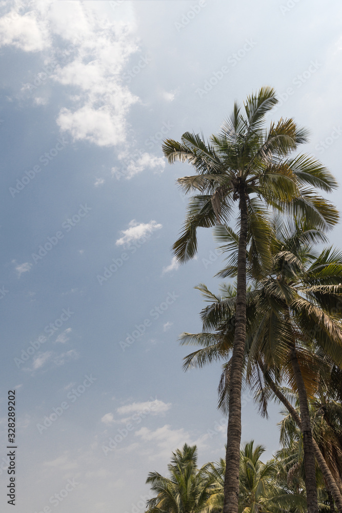 Fototapeta premium Palm trees on blue sky backrounnd with sun flare