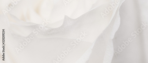 Fototapeta Rose flower in bloom, abstract floral blossom art background, macro flowers in nature for perfume scent, wedding and luxury holiday design for beauty bridal brand