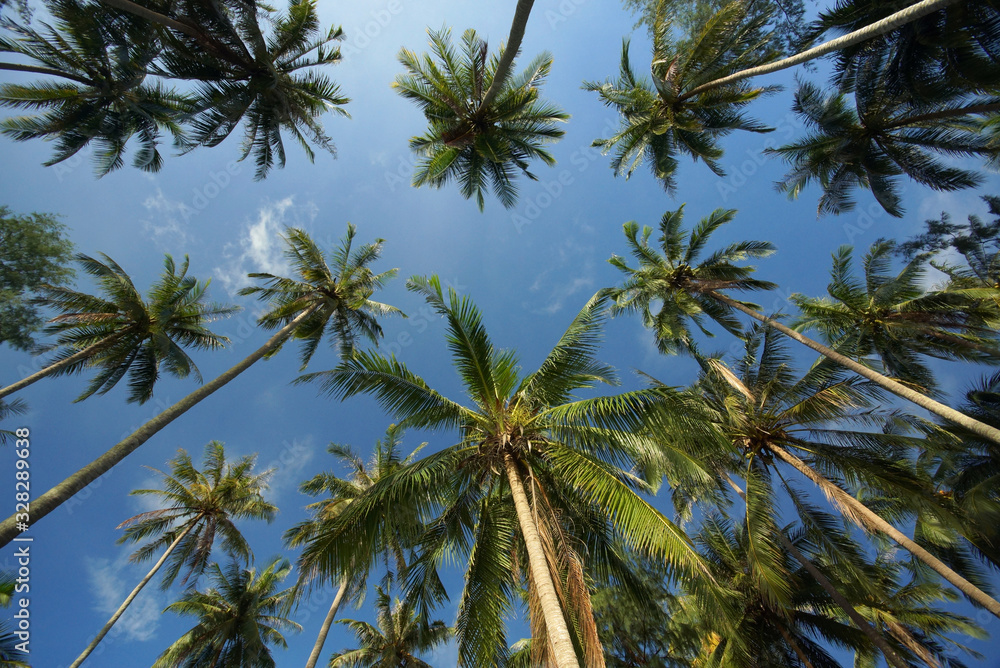Beautiful bottom view of green palm leaves, trunks and crown, background of bright blue sky Beautiful bottom view of green palm leaves, trunks and crown, background of bright blue sky