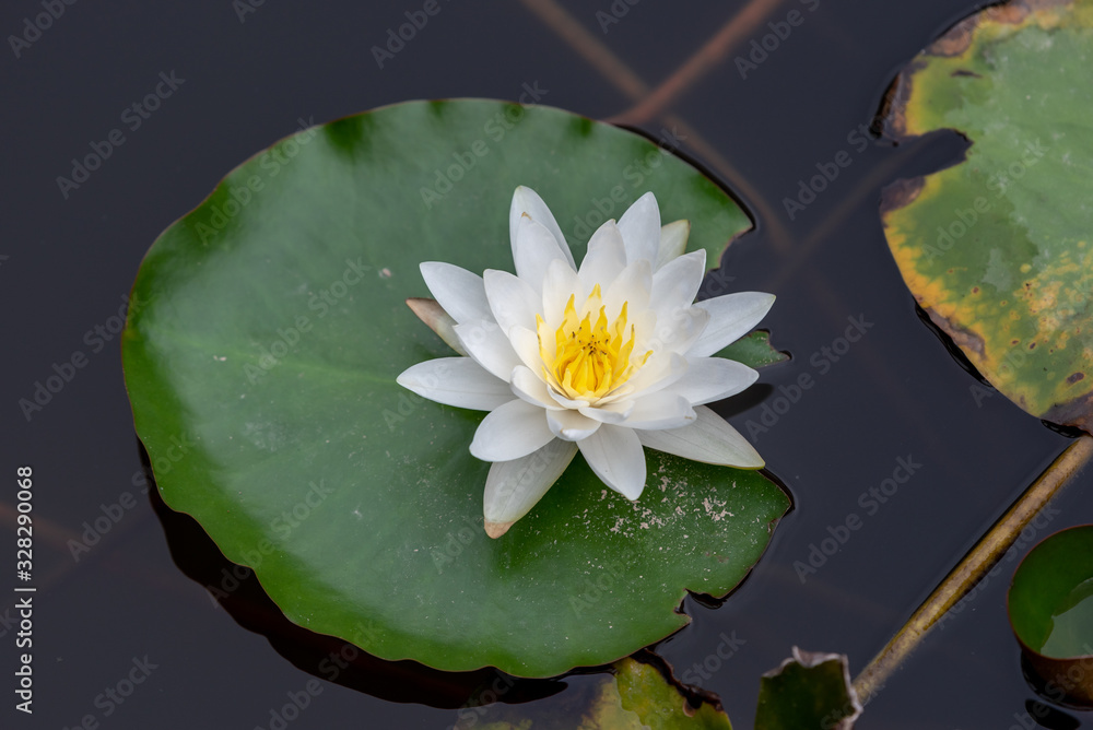 Water lily growing on green leaves Water lily growing on green leaves