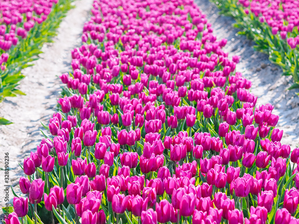 Magical landscape with fantastic beautiful tulips field in Netherlands on spring. Blooming multicolor tulip fields in a dutch landscape Holland. Travel and vacation concept. Selective focus. Magical landscape with fantastic beautiful tulips field in Netherlands on spring. Blooming multicolor tulip fields in a dutch landscape Holland. Travel and vacation concept. Selective focus.