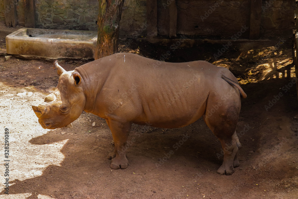 Fototapeta premium Rhino in the cage