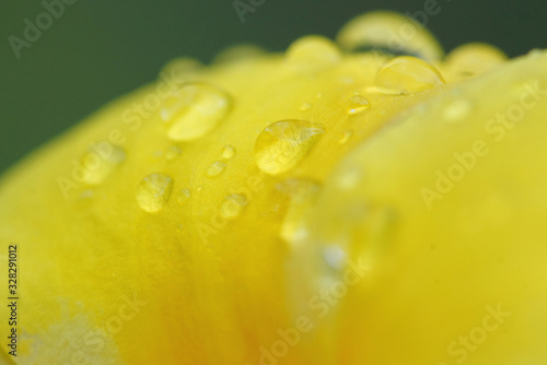Macro photo of bright yellow flower petal with water drops. Closeup of many drops, blur yellow petal, green background