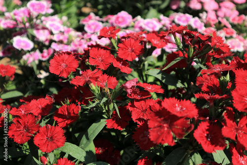 Dianthus chinensis in the graden