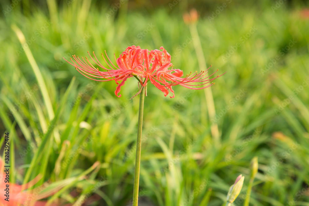 The other shore flowers blooming in the botanical garden The other shore flowers blooming in the botanical garden