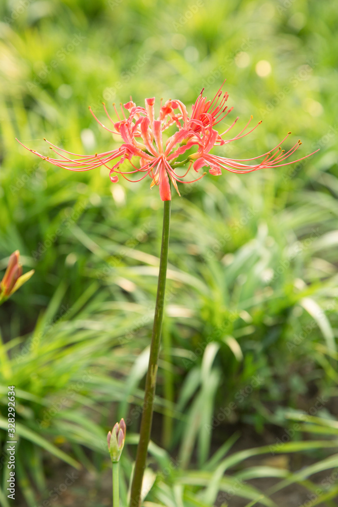 The other shore flowers blooming in the botanical garden The other shore flowers blooming in the botanical garden
