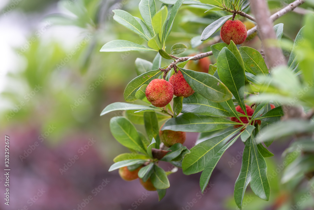The wax myrtle is ripe, the red fruit is very attractive The wax myrtle is ripe, the red fruit is very attractive
