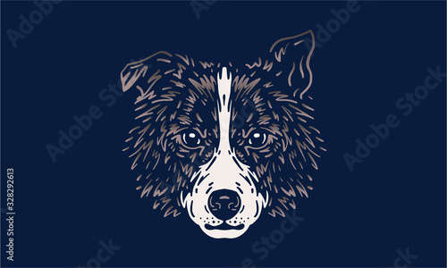 border collie on dark background