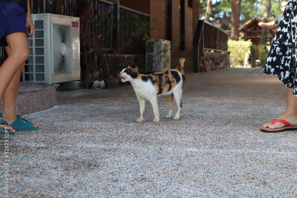 Angry Cat on the Island