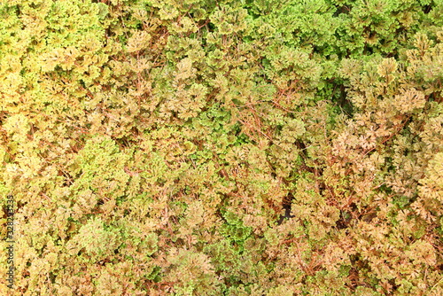 Brown fern leaves