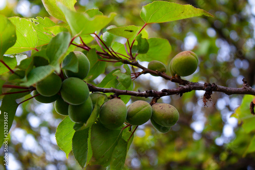 unripe apricot fruits on tree branches