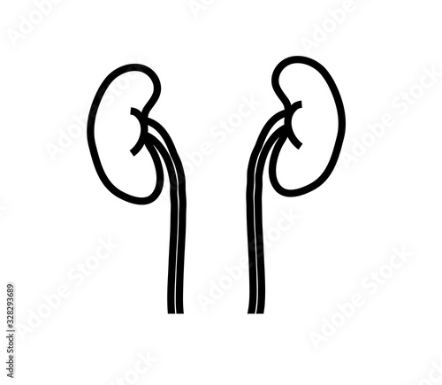 Kidneys of a man on a white background. Linear silhouette. Vector illustration.
