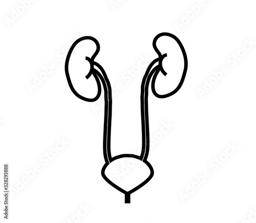 Kidney and bladder on a white background. Symbol. Vector illustration.