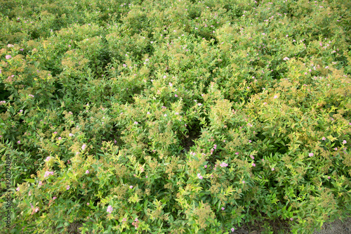 Pink flowers and Spiraea in the basin garden of Nantong, China