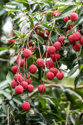 The litchi tree is covered with fruit, and the red skin is fresh and attractive