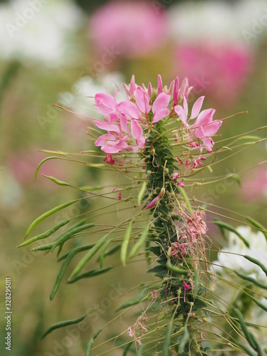 Cleome hassleriana, spider flower, spider plant, pink queen, grandfather's whiskers  species of flowering plant in the genus Cleome of the family Cleomaceae, pink and white color flowers in garden