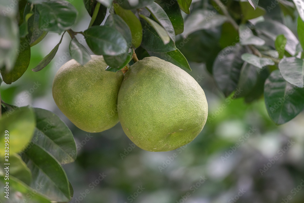 The grapefruit in the orchard hangs on the tree The grapefruit in the orchard hangs on the tree