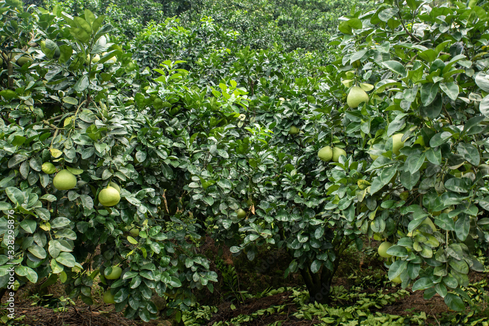 The grapefruit in the orchard hangs on the tree The grapefruit in the orchard hangs on the tree