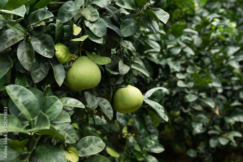 The grapefruit in the orchard hangs on the tree