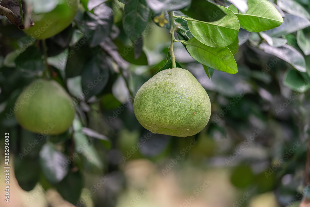 The grapefruit in the orchard hangs on the tree The grapefruit in the orchard hangs on the tree