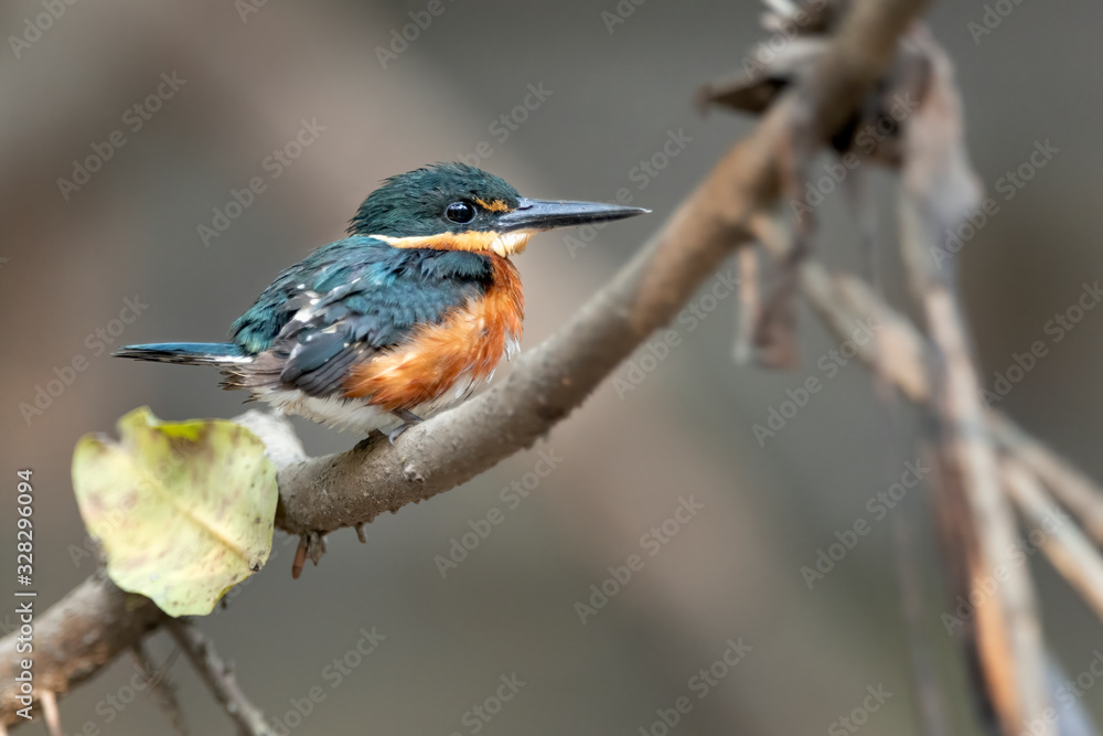 Fototapeta premium American Pygmy Kingfisher (Chloroceryle aenea) is hunting for fish in mangroves in Costa Rica.