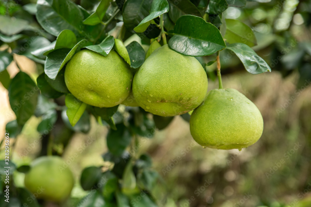 The grapefruit in the orchard hangs on the tree The grapefruit in the orchard hangs on the tree