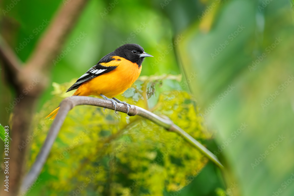 Male of Baltimore Oriole (Icterus galbula) is migrant bird of Costa Rica. Very nice Yellow/black bird in green forest. Male of Baltimore Oriole (Icterus galbula) is migrant bird of Costa Rica. Very nice Yellow/black bird in green forest.