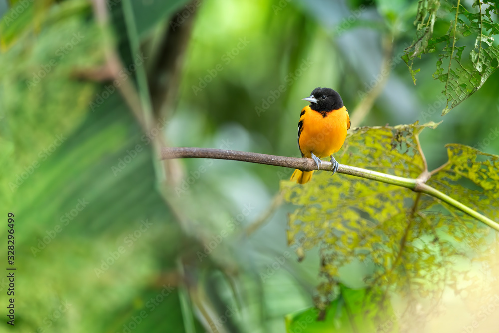 Male of Baltimore Oriole (Icterus galbula) is migrant bird of Costa Rica. Very nice Yellow/black bird in green forest. Male of Baltimore Oriole (Icterus galbula) is migrant bird of Costa Rica. Very nice Yellow/black bird in green forest.