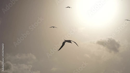 Very close. A large bird Sulidae flies over the sea against a beautiful sky in search of fish photo