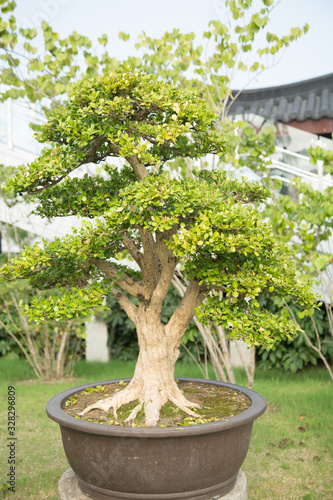 Boxwood bonsai in the basin garden of Nantong, China