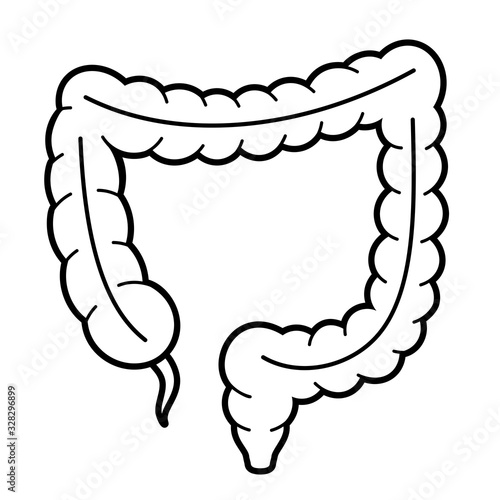 Large intestine anatomy vector icon
