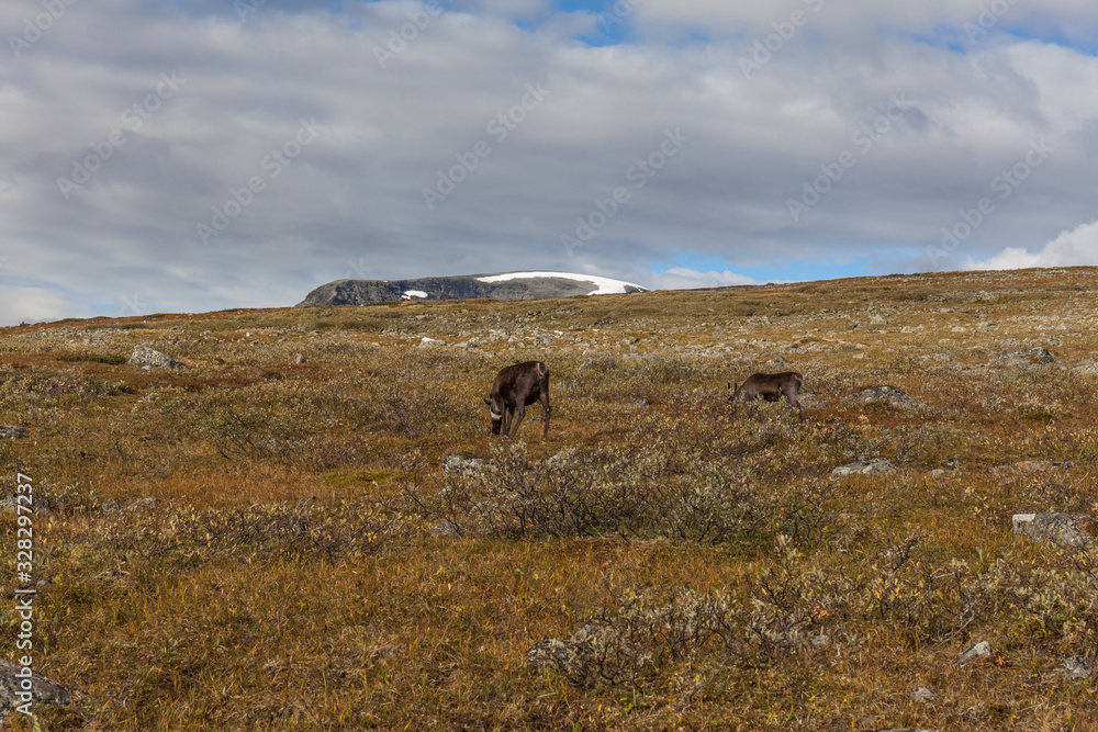 Obraz premium Walking along the Padjelanta in the Sarek National Park in northern Sweden. selective focus