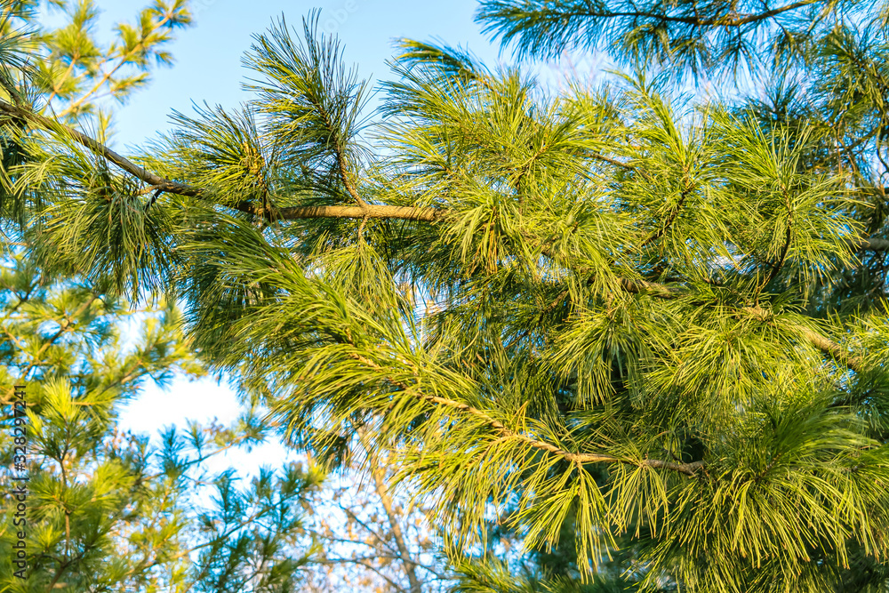 Naklejka premium Pine branches in the spring against the sky close-up in the Park.