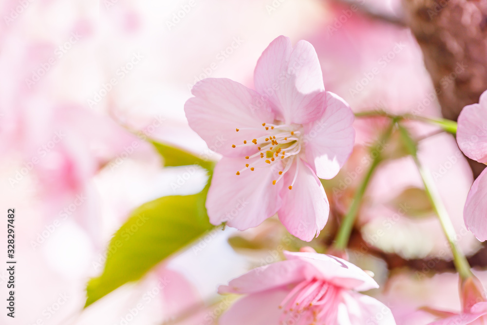 満開の桜の花 満開の桜の花