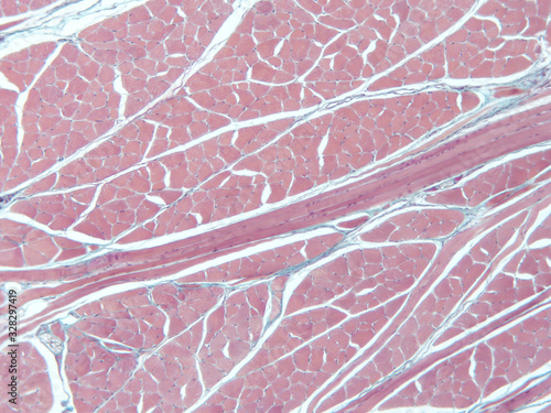 Histology of human tissue, show  epithelial tissue and connective tissue with microscope view  from laboratory (not Illustration Designation) photo