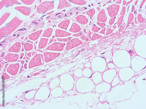 picture of histology human tissue with microscope from laboratory (not Illustration Designation)
